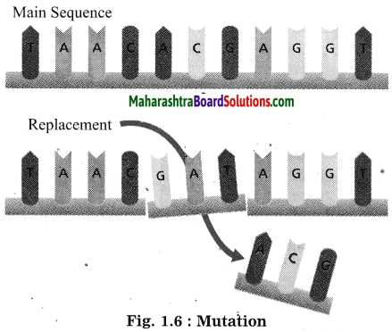 Maharashtra Board Class 10 Science Solutions Part 2 Chapter 1 Heredity and Evolution 5
