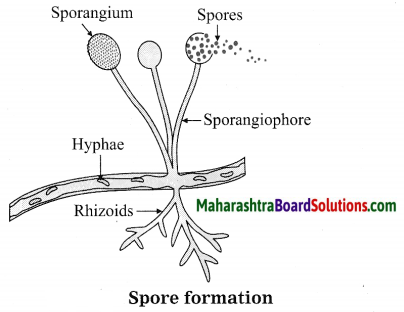 Maharashtra Board Class 10 Science Solutions Part 2 Chapter 2 Life Processes in Living Organisms Part - 2, 12