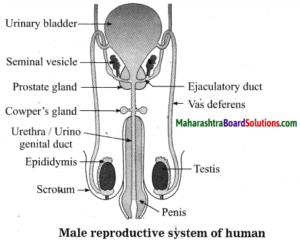 Maharashtra Board Class 10 Science Solutions Part 2 Chapter 3 Life ...