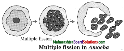 Maharashtra Board Class 10 Science Solutions Part 2 Chapter 2 Life Processes in Living Organisms Part - 2, 17