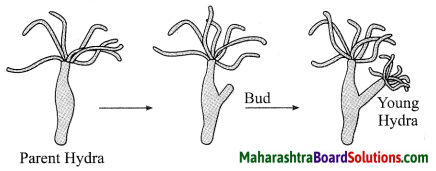 Maharashtra Board Class 10 Science Solutions Part 2 Chapter 2 Life Processes in Living Organisms Part - 2, 20