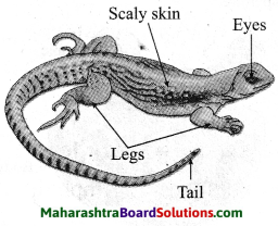 Maharashtra Board Class 10 Science Solutions Part 2 Chapter 6 Animal Classification 11