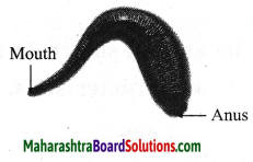Maharashtra Board Class 10 Science Solutions Part 2 Chapter 6 Animal Classification 14
