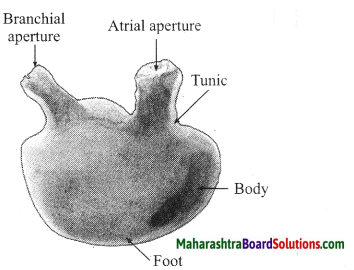 Maharashtra Board Class 10 Science Solutions Part 2 Chapter 6 Animal Classification 20