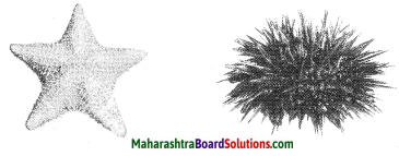 Maharashtra Board Class 10 Science Solutions Part 2 Chapter 6 Animal Classification 27