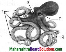 Maharashtra Board Class 10 Science Solutions Part 2 Chapter 6 Animal Classification 30
