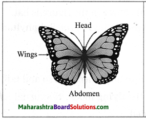 Maharashtra Board Class 10 Science Solutions Part 2 Chapter 6 Animal Classification 5