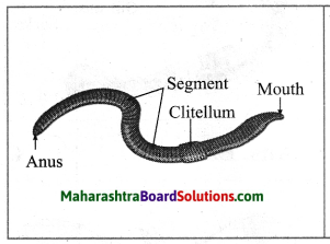 Maharashtra Board Class 10 Science Solutions Part 2 Chapter 6 Animal Classification 6