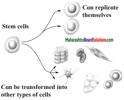 Maharashtra Board Class 10 Science Solutions Part 2 Chapter 8 Cell Biology and Biotechnology 15