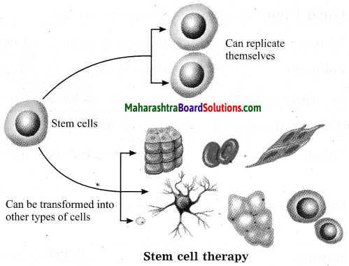 Maharashtra Board Class 10 Science Solutions Part 2 Chapter 8 Cell Biology and Biotechnology 9