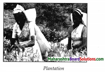 Maharashtra Board Class 7 Geography Solutions Chapter 9 Agriculture 6