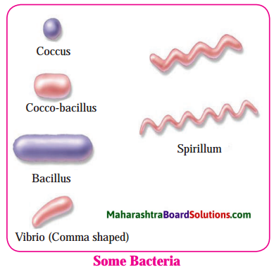Maharashtra Board Class 8 Science Solutions Chapter 1 Living World and Classification of Microbes 4