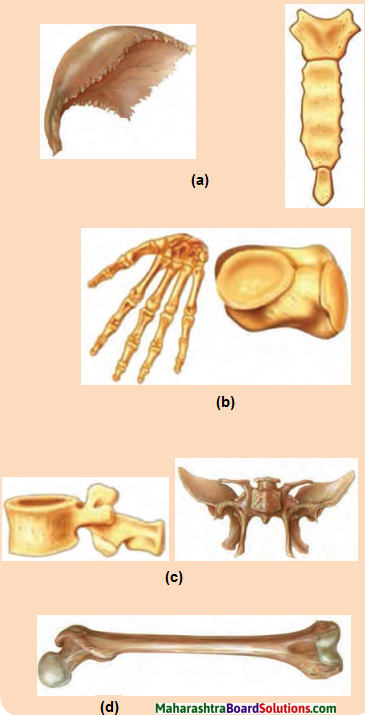Maharashtra Board Class 6 Science Solutions Chapter 8 Our Skeletal System and the Skin 5