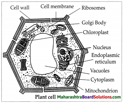 Maharashtra Board Class 7 Science Solutions Chapter 11 Cell Structure and Micro-organisms 5
