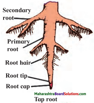 Maharashtra Board Class 7 Science Solutions Chapter 2 Plants Structure and Function 5