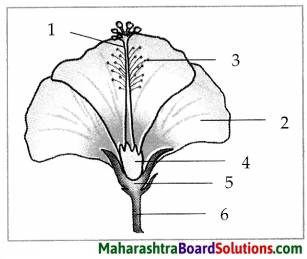 Maharashtra Board Class 7 Science Solutions Chapter 2 Plants Structure and Function 9