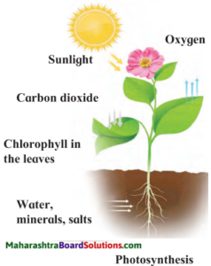 Maharashtra Board Class 7 Science Solutions Chapter 4 Nutrition in ...