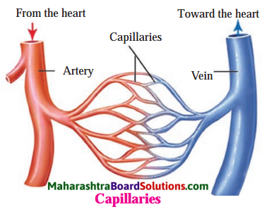 Maharashtra Board Class 8 Science Solutions Chapter 11 Human Body and Organ System 10