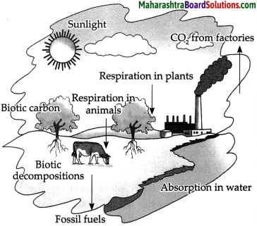 Maharashtra Board Class 9 Science Solutions Chapter 7 Energy Flow in an Ecosystem 8