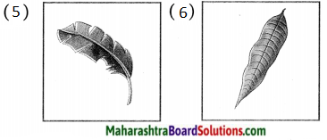 Maharashtra Board Class 5 Hindi Solutions Chapter 9 नीम 2