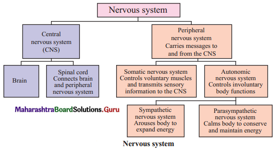 Maharashtra Board Class 11 Psychology Important Questions Chapter 7 Nervous System 4 Q1